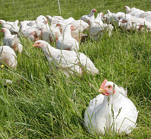 Cornish Cross Chicks